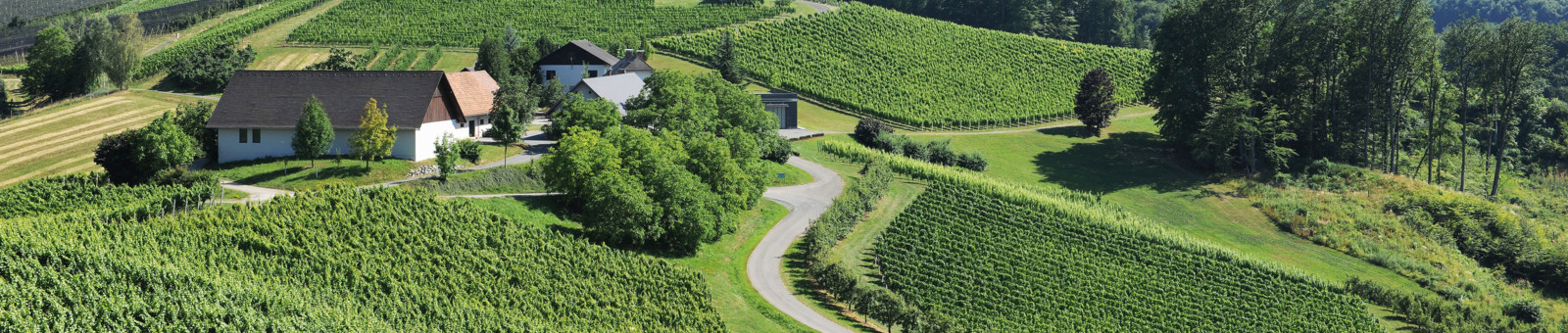     Vineyard of the Winery Lackner Tinnacher, South Styria 